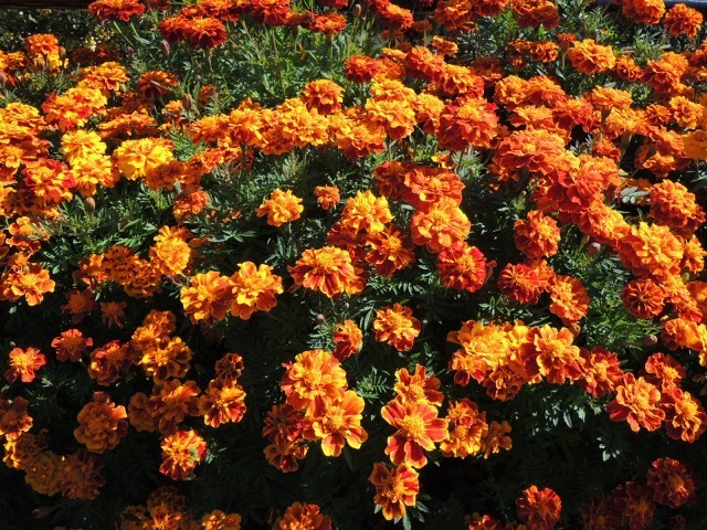 DSCN2754.jpg