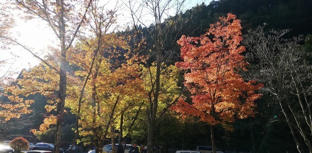 IMG_20191110_082951.jpg